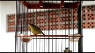 Pleci gacor nembak wik wik wik panjang