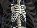 Vertebral column #biology #uptgt #uppgt #kvs #gs #shorts #viral #trending #dailyshorts #cellularlife