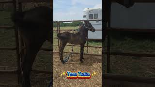 Tobias has the sweetest winnie!!! 💖✨️ #foal #Handling #training #Winnie #GodBless