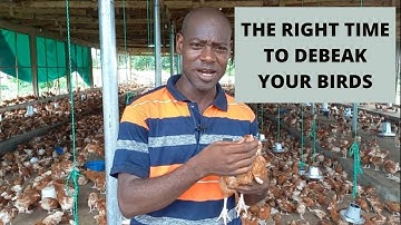 The Right age to debeak your birds