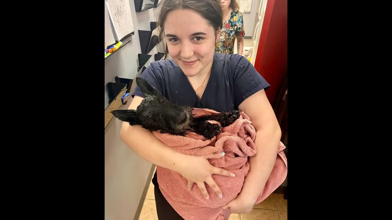 Your Manning Vet Clinic Family YouTube