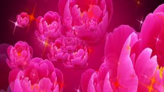 Pink, blooming, rose photography&wedding background screenshot 5