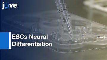 ESCs Neural Differentiation in Serum-free Monolayer Culture | Protocol Preview
