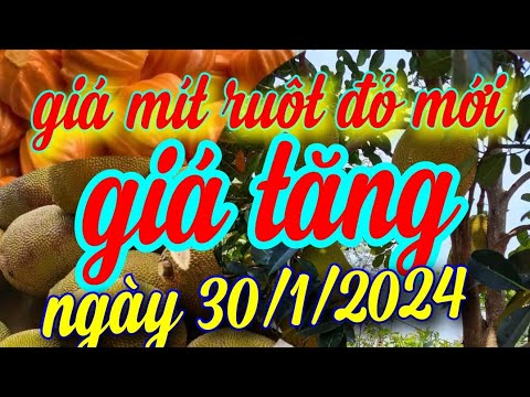 ผลสลากกินแบ่งรัฐบาล วันที่ 1 พย. 2567