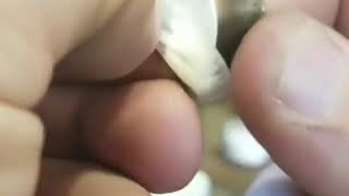 Making A Coin Ring From A 1 OZ US Gold Eagle