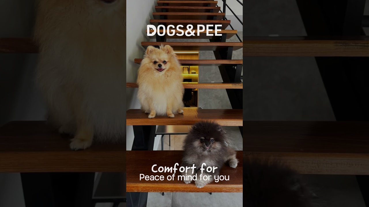 Dogs Basic Motion