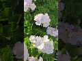ホワイトゼラニウム #flowers #ガーデニング #花
