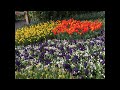 Visiting The Most Beautiful Tulips Garden in the World - Keukenhof, Netherlands