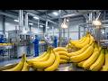 Inside a Modern Banana Juice Factory: How Banana Juice Is Made (Full Process)