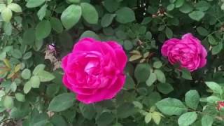 انواع الجوري وطريقه تكاثره Rosa damascena