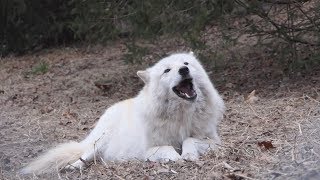 Eat. Howl. Repeat.