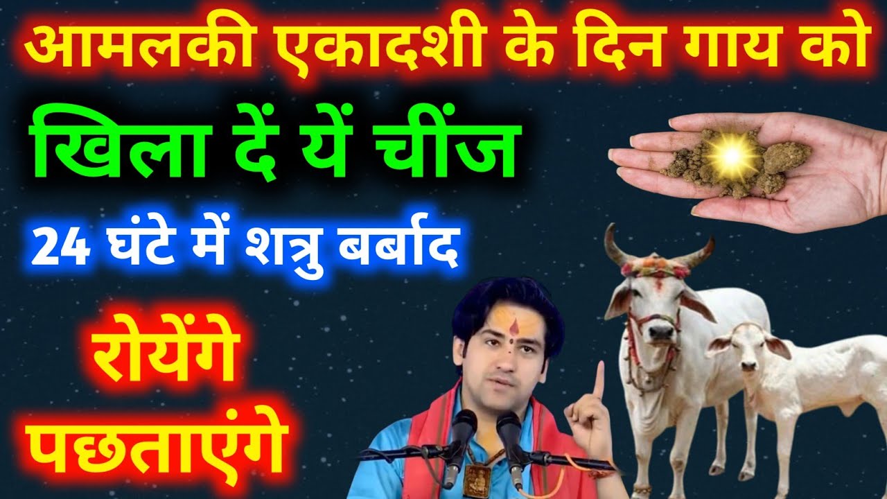 27 फरवरी आमलकी एकादशी के दिन गाय को खिला दें यें चींज शत्रु बर्बाद! रोयेंगे पछताएंगे माफी मागेंगे