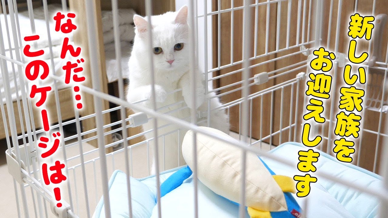 ENG) 【Big News】We will have a new family! - YouTube