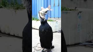 A Cormorant Eats A Fish Bigger Than Its Own Head In Seconds #Fishing