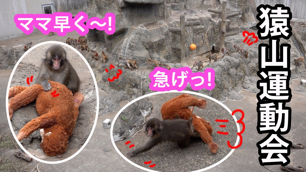 爆笑】オランママを連れて猿山運動会に参戦するパンチが面白すぎる