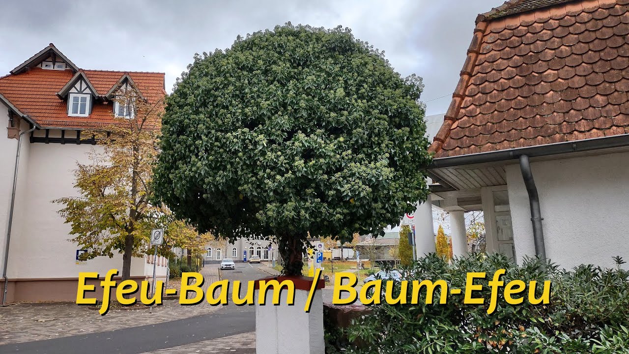 pflanze glücksfeder standort Glücksfeder online kaufen main image 1