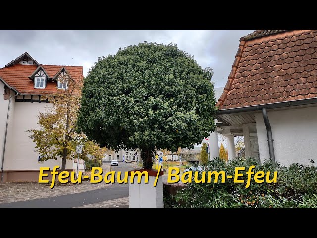 Efeu-Baum / Baum-Efeu - YouTube