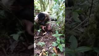 Cara Memasang Jerat Rusa Atau Kijang Dln