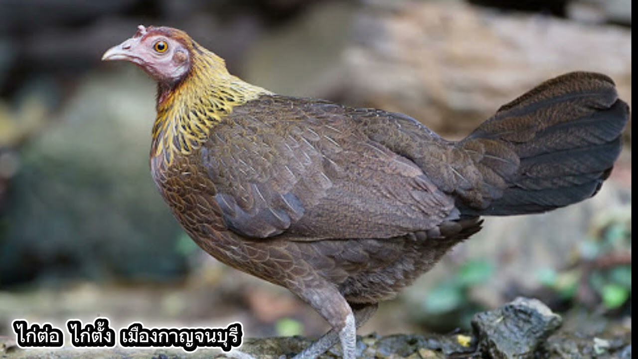 เสียงไก่ตัวเมียร้องสลับกะต๊าก