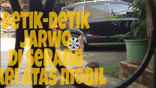 kucing lucu (si Jarwo) diserang⁉️⁉️⁉️⁉️⁉️