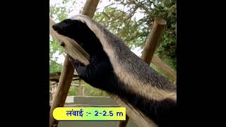 शेर, तेंदुआ और भेड़िये इस छोटे जानवर से, पंगा लेने का साहस कभी नहीं करते.. लेकीन एसा क्यों?