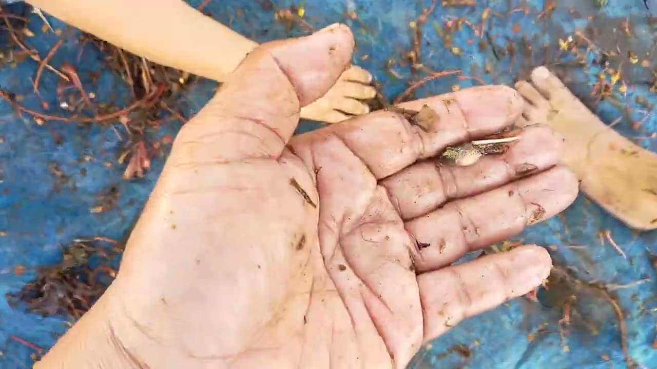 ปลาเยอะมากเขื่อนสิรินธร(ช่องบ่าวอุบล