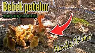 BEBEK PETELUR METASKAN 12 EKOR ANAKAN DENGAN MENGERAM SECAR ALAMI