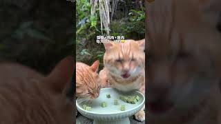 If your cat has problems such as indigestion, vomiting or constipation, just eat this cat grass g...