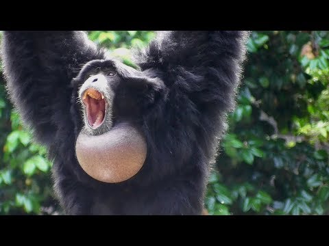 Siamang Gibbons 02 -  howling and performance