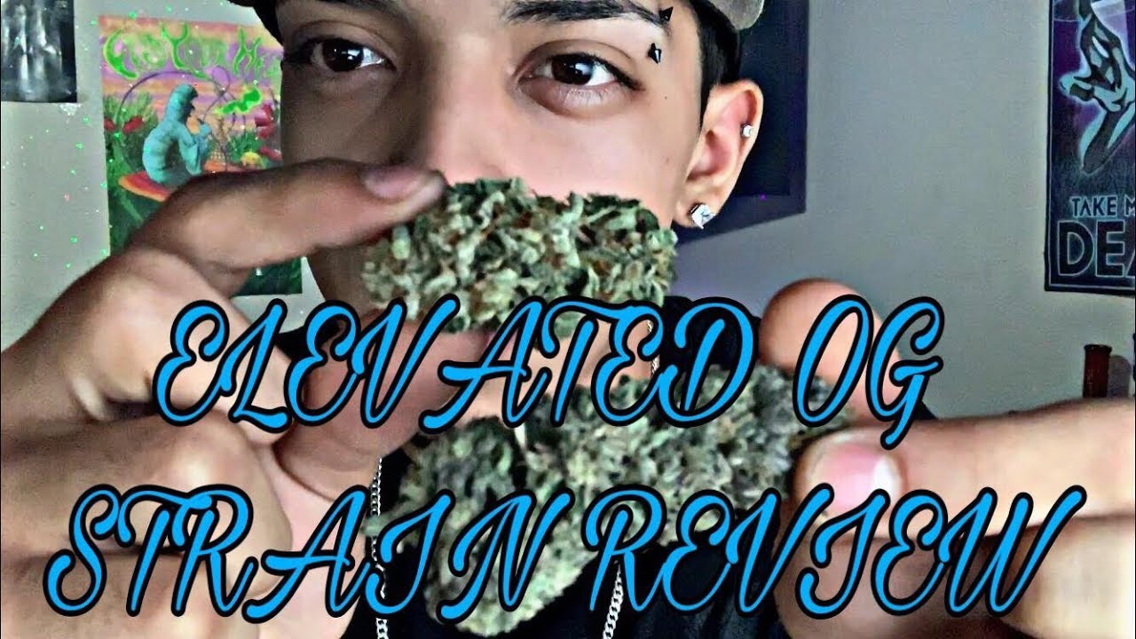 ELEVATED OG STRAIN REVIEW! (2019 CANNABIS GROW) 