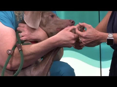 Video: Ipako Ito! 5 Mga Tip Para Sa Stress-Free Dog Nail Trims