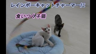 レインボーキャットチャーマーで子猫と成猫に遊ばせてみた