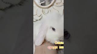 самый красивый кролик bunny #rabbitsofinstagram #потрендам #mybunny #bunnysoftiktok #bunny