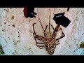Spiny Lobster took my camera, had to go looking to find it!