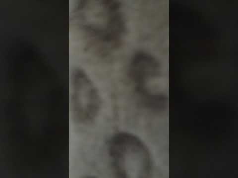 camera iphone 8 plus apk Spying on my anoying sisters