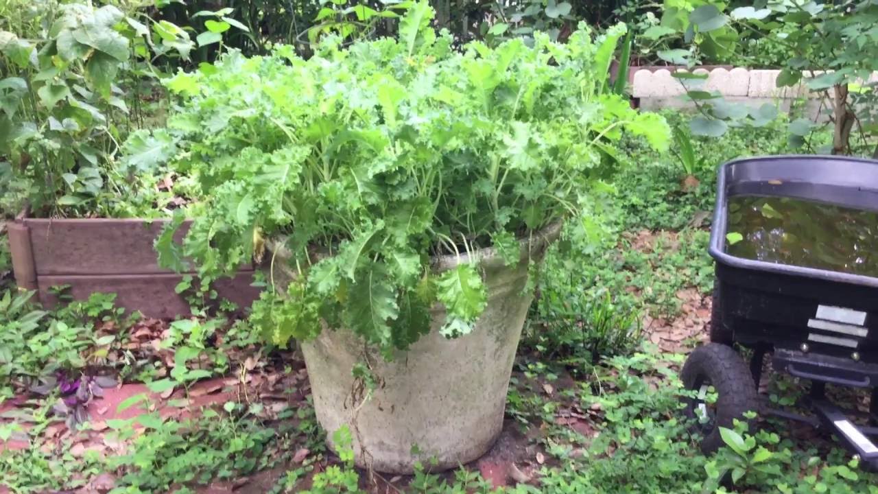 Grow Your Own Kale, So Easy! 