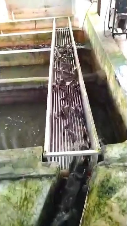 Download lagu teknik baru sortir lele❗sortir 1 ton lele mah hanya 1 jam 🤭😁