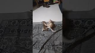 CAT।। বিড়াল।