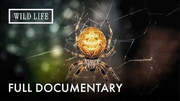 Are These the Most Venomous Spiders? | Little Matters: Spiders | Full Documentary