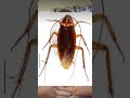 Cockroach janta party Please like share comment #dairy #shorts #dairybusiness#cockroachjantaparty
