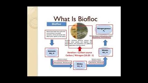 Part 1| Basic of biofloc