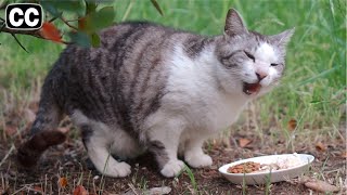 The little mackerel tabby cat of a girl, abandoned in the park