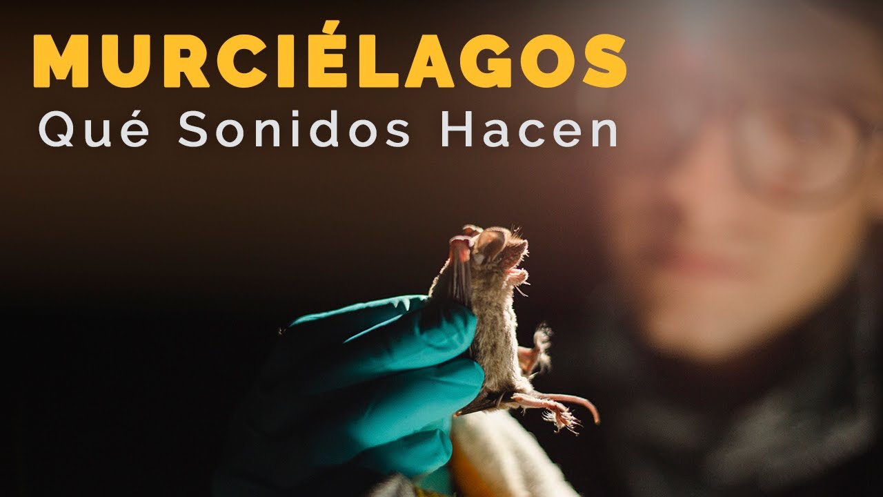 MURCIÉLAGOS |  Qué Sonidos Hacen y Cómo Suenan