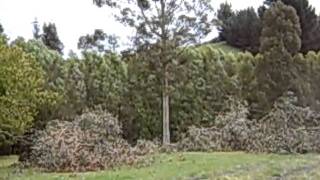 Felling troublesome third gum tree