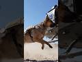 This Dog Climbs Like a Soldier!#tactical#k9#shortvideos
