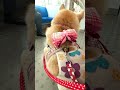 電車に乗る様子【介助犬と桃にゃん】