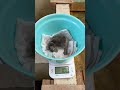 3/18ふ化🐣フンボルトペンギン生後7日目