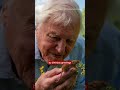 Happy 100th Birthday, Sir David Attenborough!