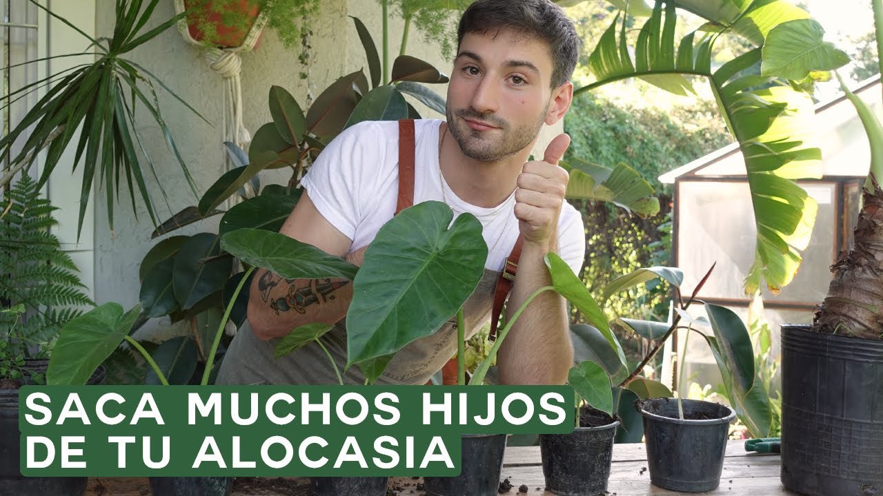 Tutorial reproducción, división Alocasia Odora / Oreja de Elefante