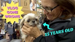 ADOPTING A 15 YEAR OLD DOG FROM PETSMART